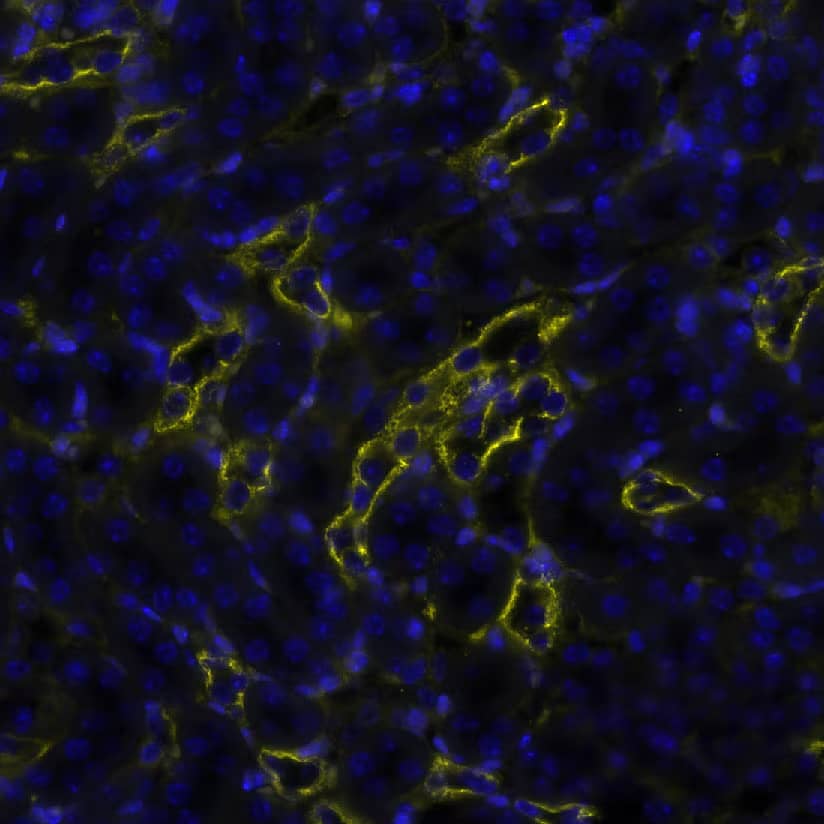 Cytokeratin, pan Antibody (AE-1/AE-3) Detection of Cytokeratin, pan in Mouse Kidney via seqIF&trade; staining on COMET&trade;